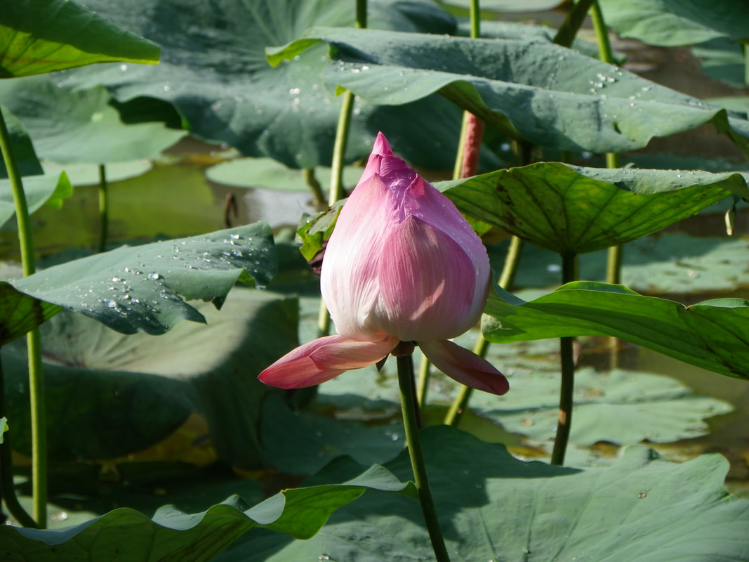 Lotus Flower, Pond, Singapore