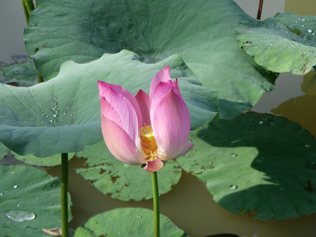 Lotus Flower, Pond, Singapore