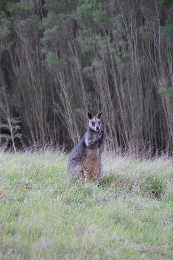 Wallaby, Wylies Creek Track, Royal Botanic Gardens Cranbourne.