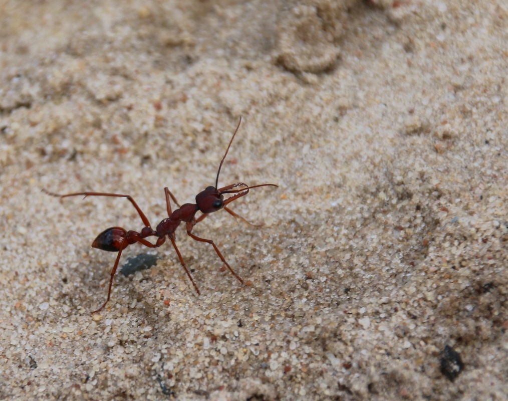 Ant, Royal Botanic Gardens Cranbourne
