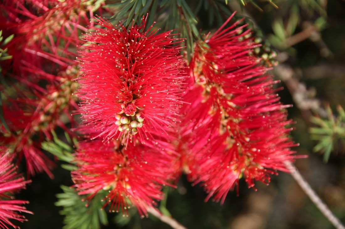 Bottlebrush Flower. Australian Garden. Royal Botanic Gardens Cranbourne.