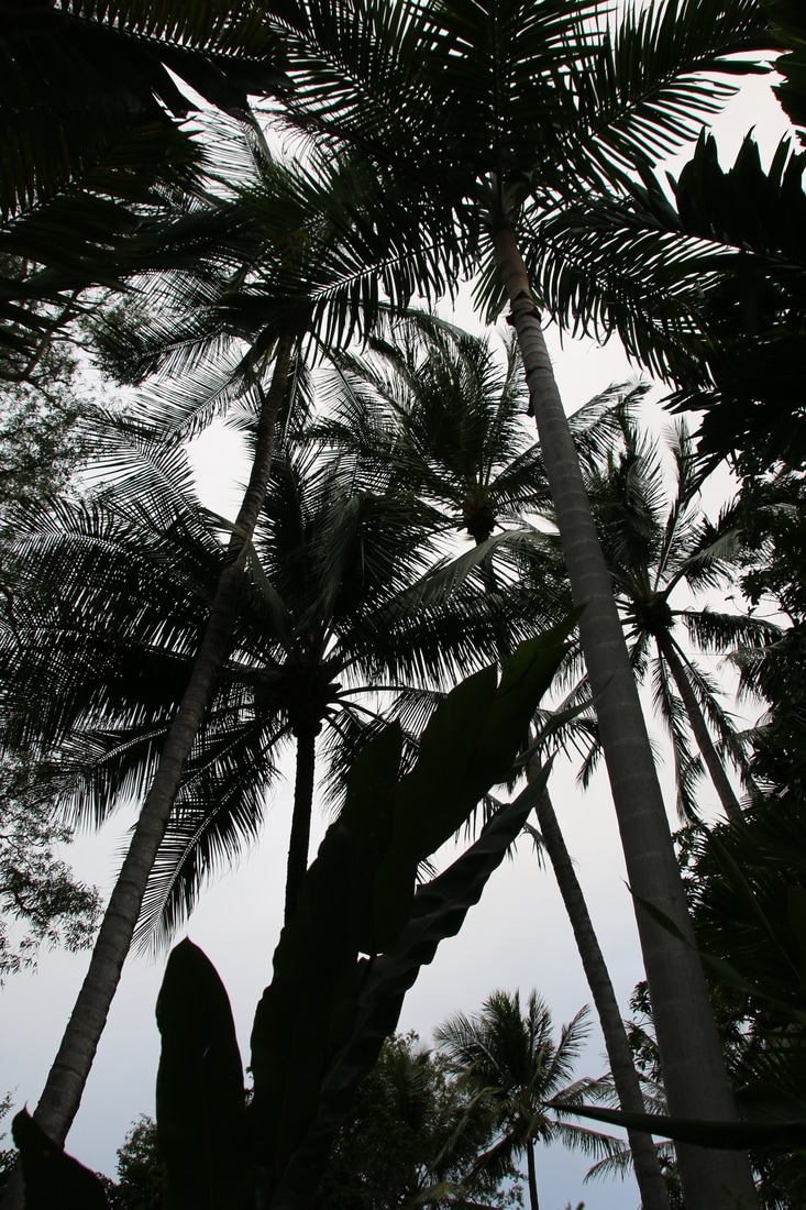 Palm Trees, Four Mile Beach, Port Douglas, Queensland, Australia