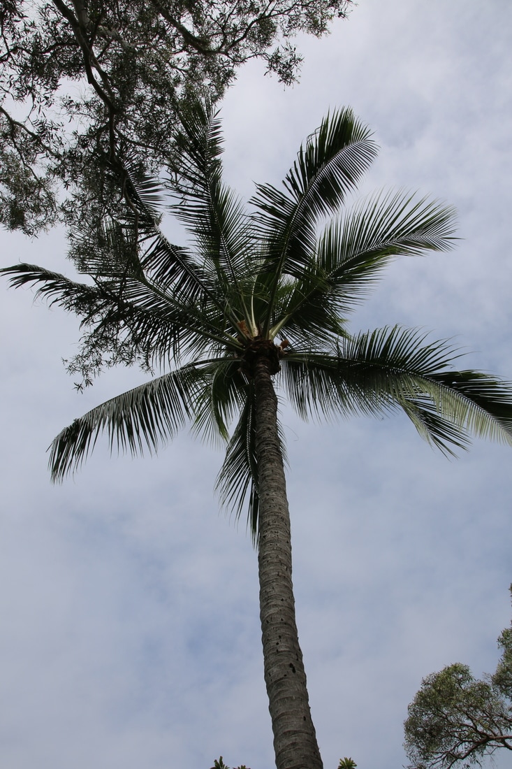 Palm Trees, Four Mile Beach, Port Douglas, Queensland, Australia