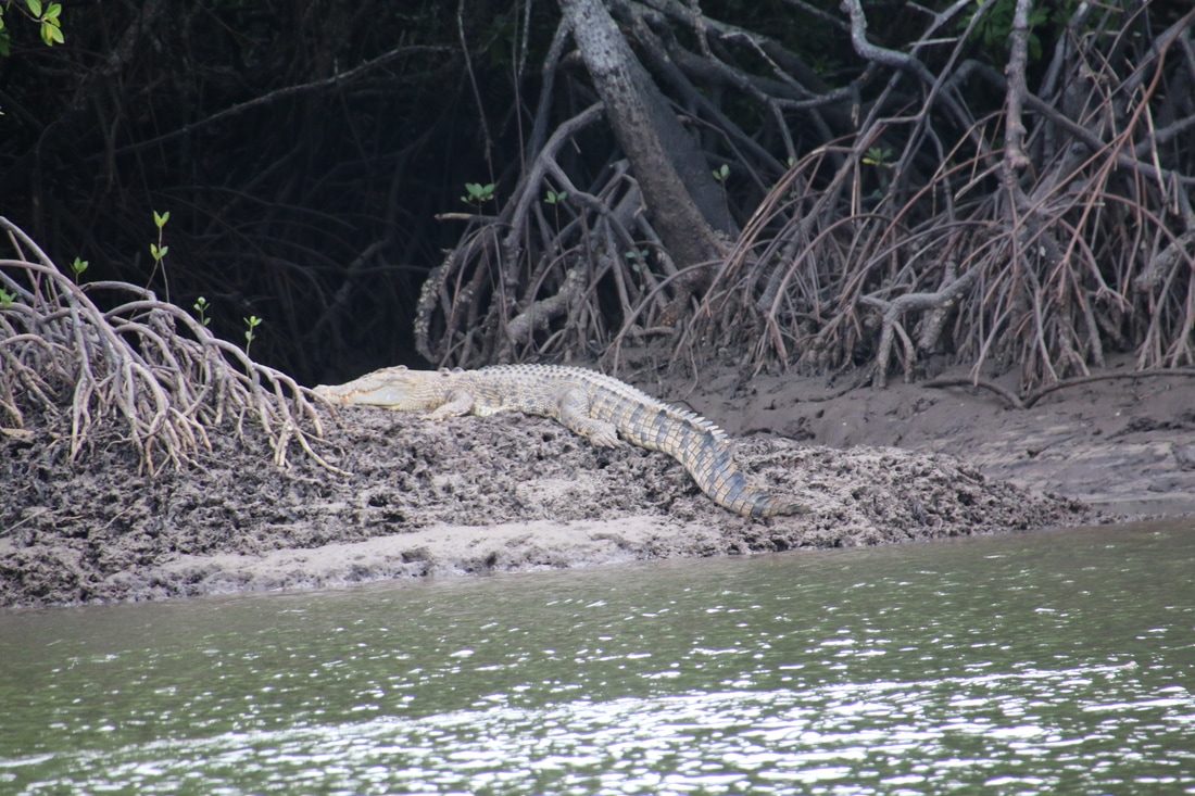 Salt Water Crocodile, Dixon Inlet, Port Douglas, Queensland, Australia
