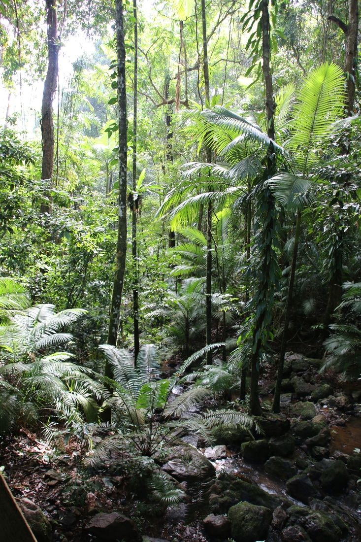 Daintree Rainforest, Queensland, Australia