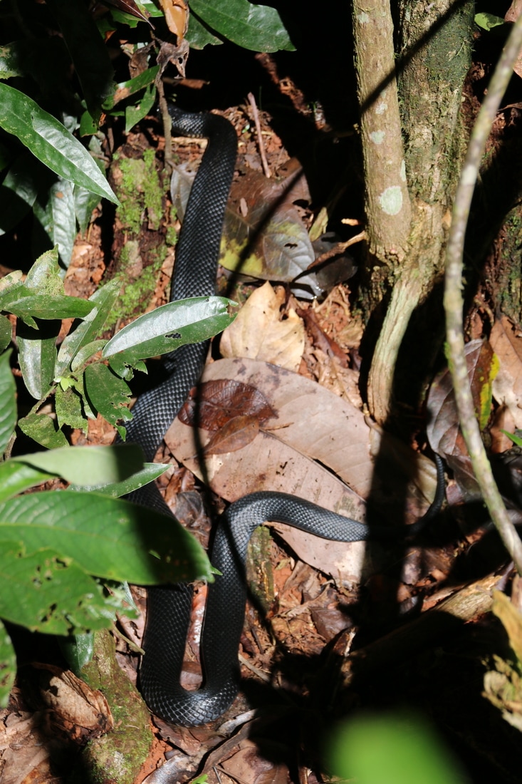 Snake, Daintree Rainforest, Queensland, Australia