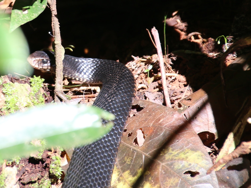 Snake, Daintree Rainforest, Queensland, Australia