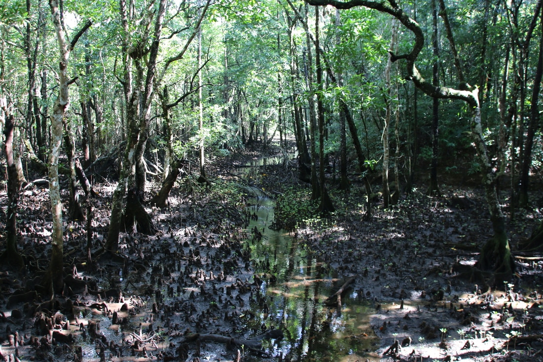 Mangroves, Daintree Rainforest, Queensland, Australia