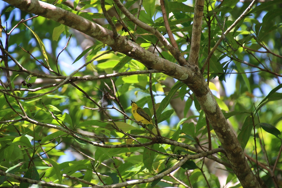 Olive Backed Sunbird, Daintree Rainforest, Queensland, Australia