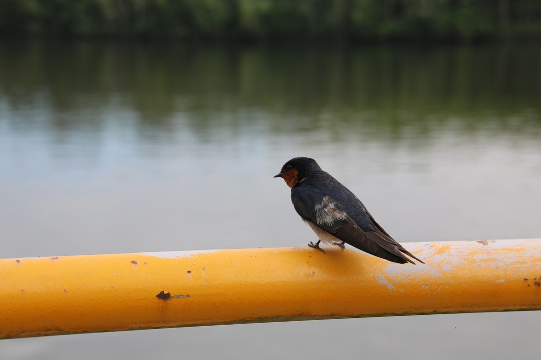 Swallow, Daintree River, Queensland, Australia