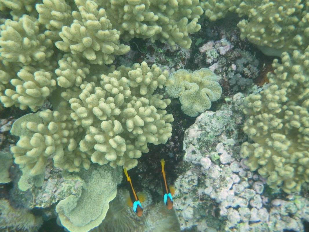 Coral, Great Barrier Reef, Australia
