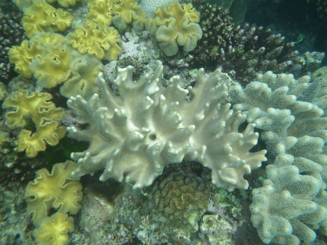 Coral, Great Barrier Reef, Australia