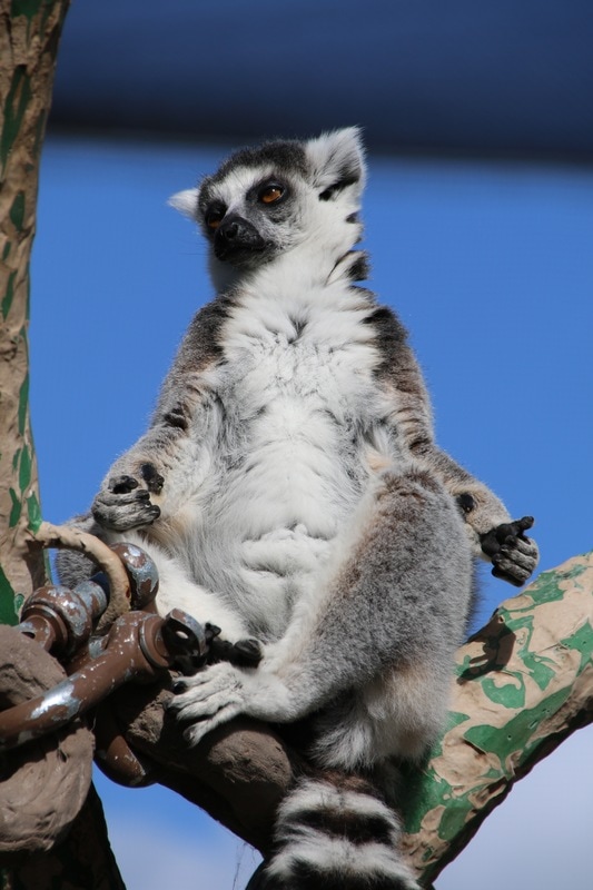 Lemur, Melbourne Zoo, Australia