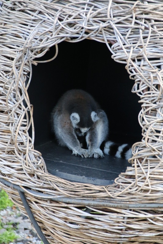 Lemur, Melbourne Zoo, Australia