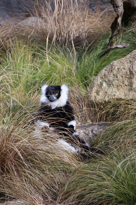 Black and White Ruffed Lemur, Melbourne Zoo, Australia