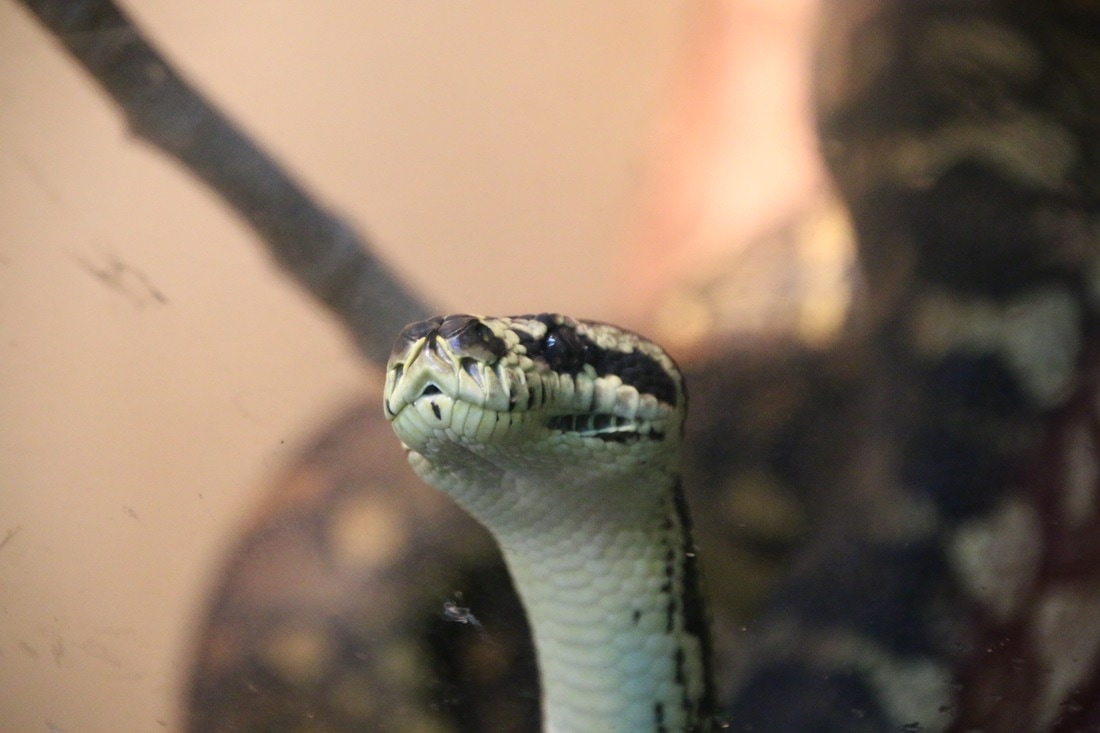 Snake, Melbourne Zoo, Australia