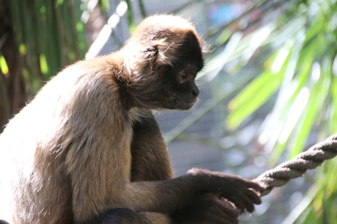 Monkey, Melbourne Zoo, Australia