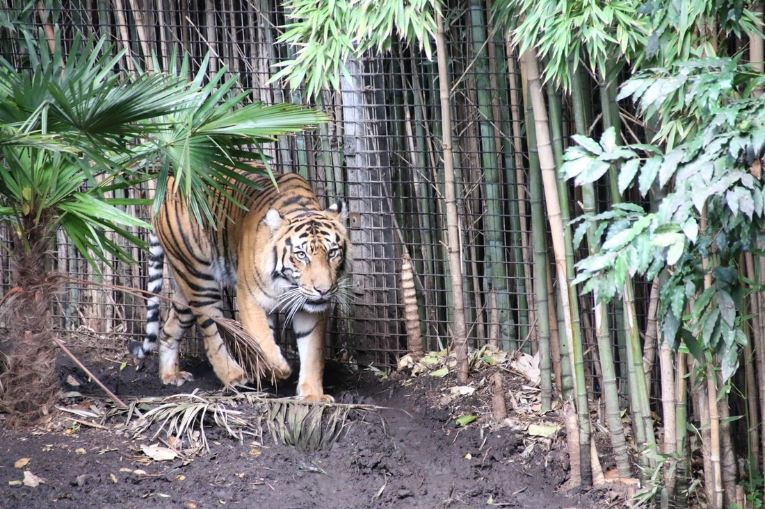 Tiger, Melbourne Zoo, Australia