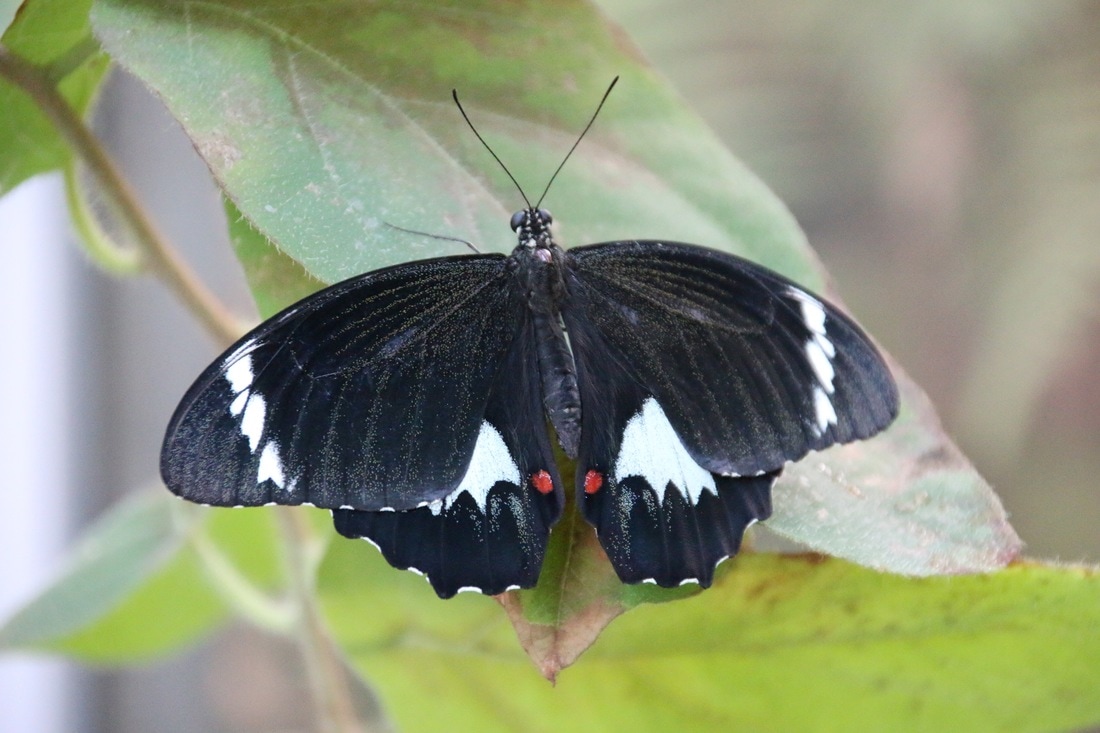 Butterfly, Melbourne Zoo