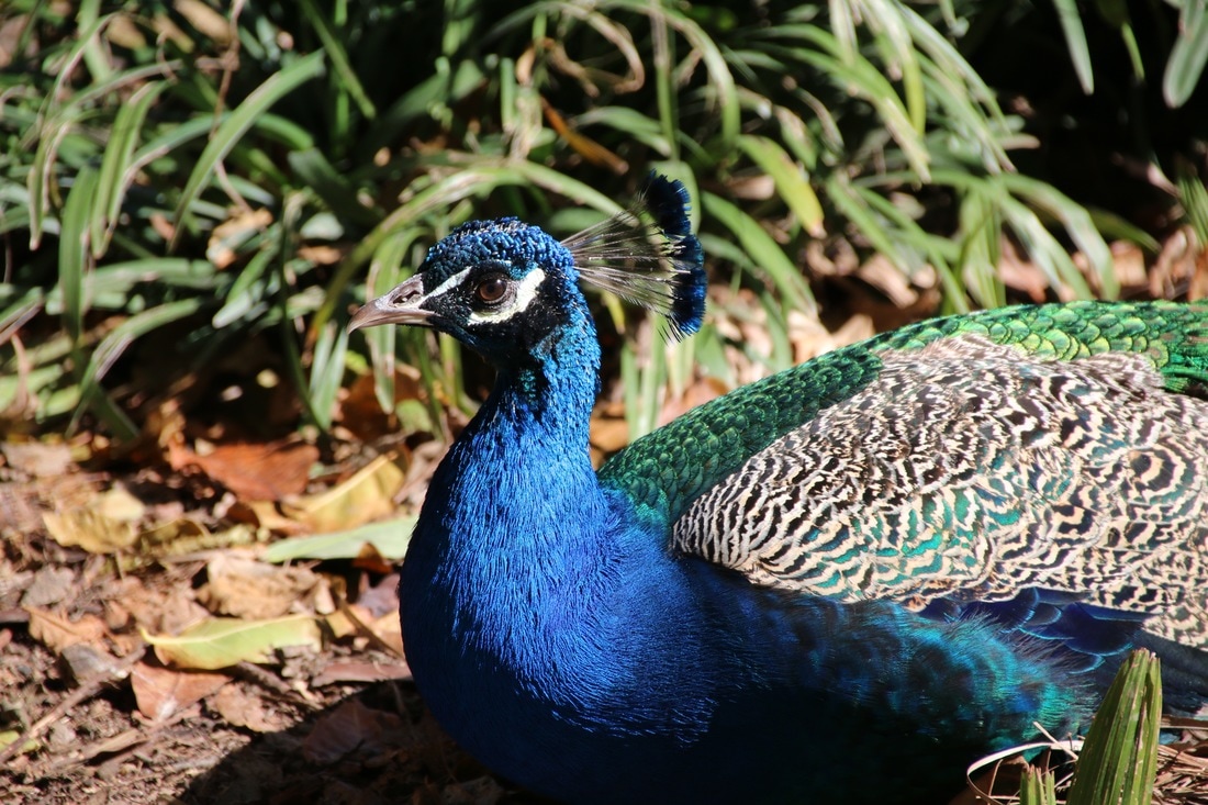 Peacock, Melbourne Zoo