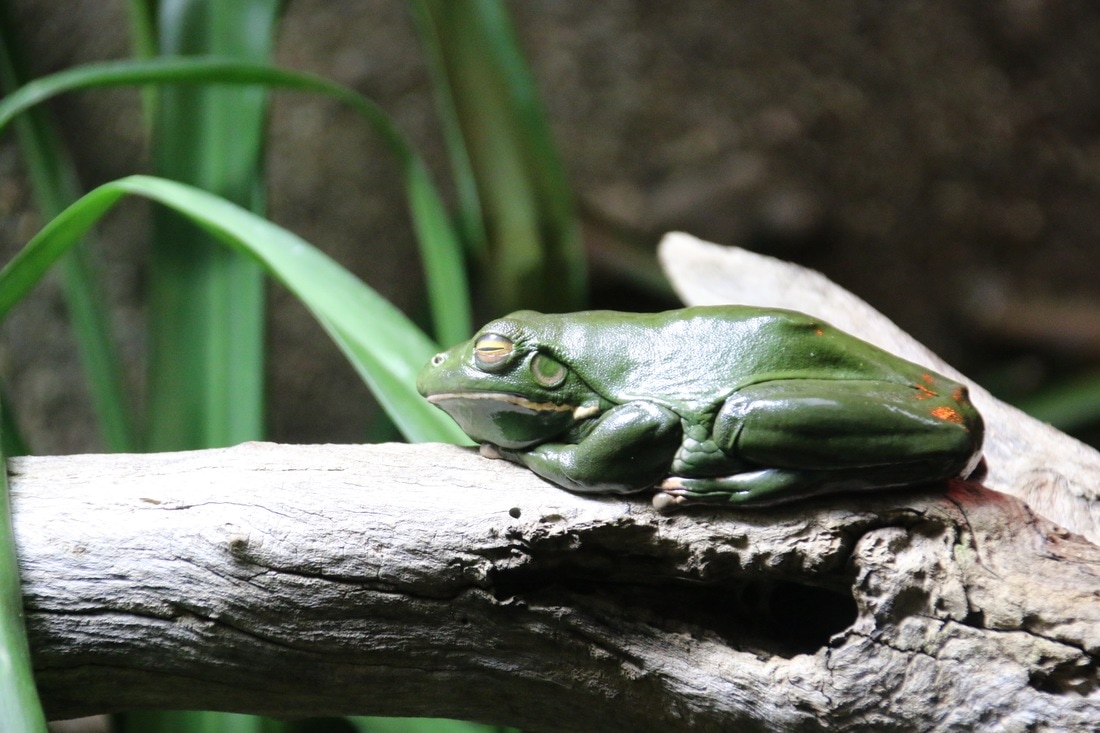 Frog, Melbourne Zoo