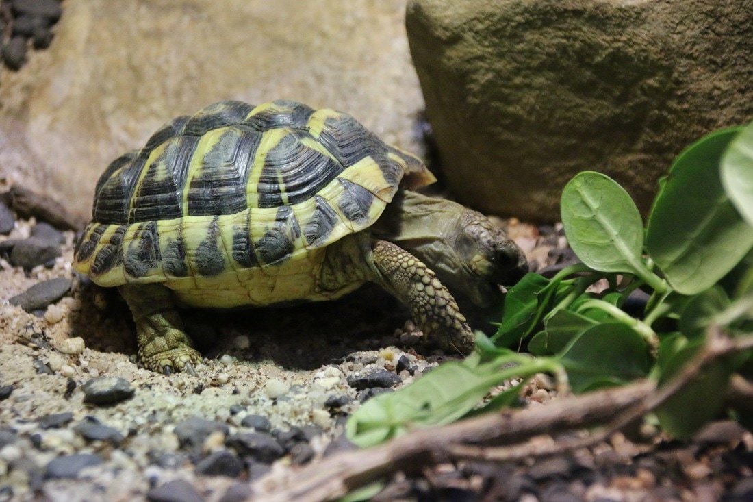 Western Hermann's Tortoise. (T hermanni hermanni). Melbourne Zoo.