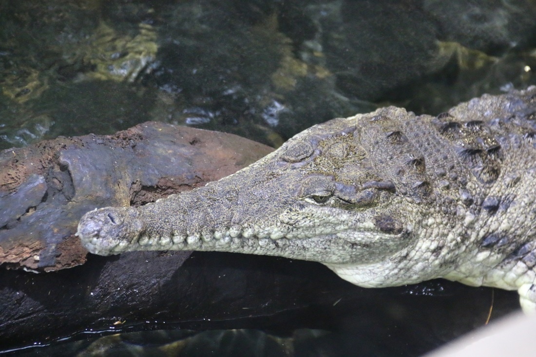 Freshwater Crocodile, Melbourne Zoo.