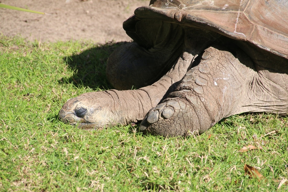 Aldabra Giant Tortoise. Melbourne Zoo.