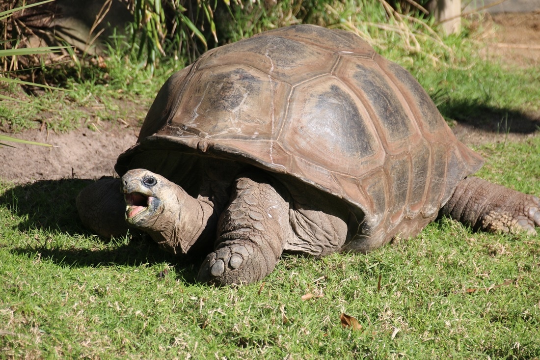 Aldabra Giant Tortoise. Melbourne Zoo.