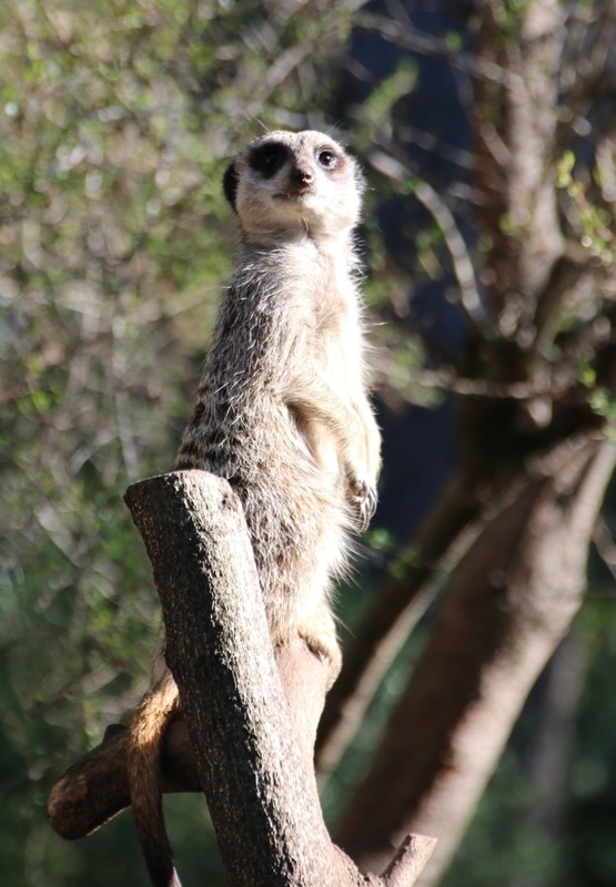 Meerkat, Melbourne Zoo.