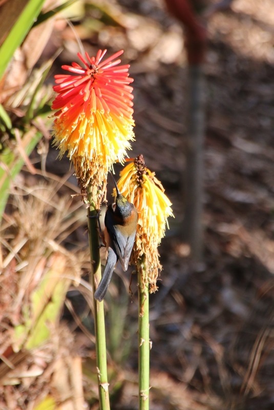 Eastern Spinebill (Honeyeater), Melbourne Zoo