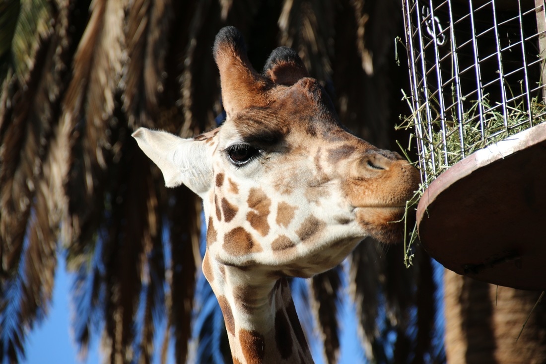 Giraffe, Melbourne Zoo.