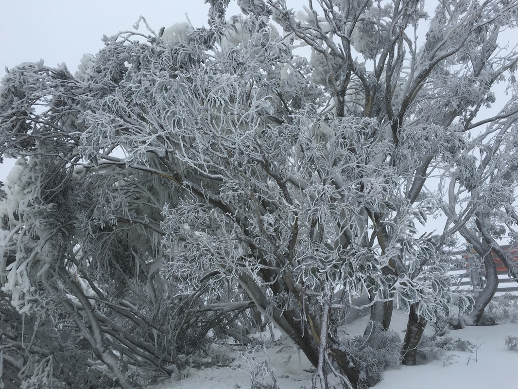 Trees in the Snow, Falls Creek, Victoria, Australia
