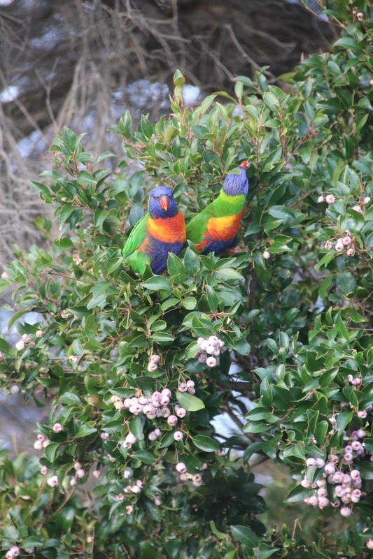 Rainbow Lorikeet, Mornington Peninsula, Victoria, Australia.