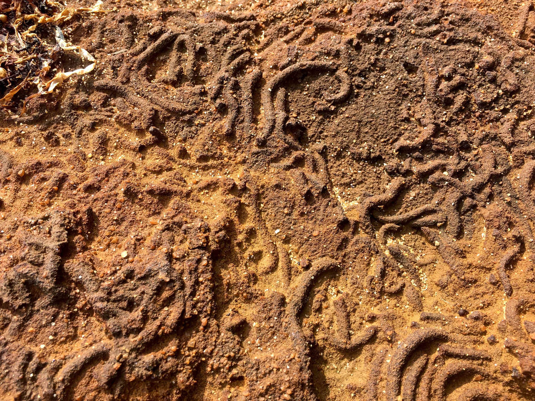 Rock Fossils, Mount Eliza, Mornington Peninsula, Victoria, Australia