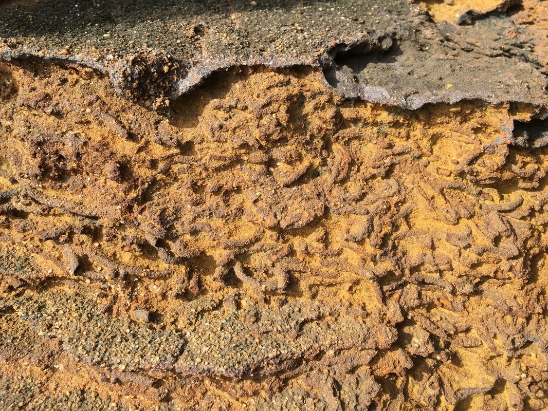 Rock Fossils, Mount Eliza, Mornington Peninsula, Victoria, Australia