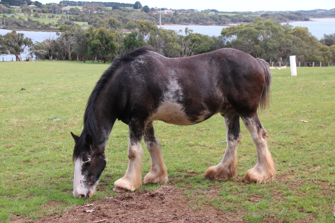 Clydesdale Horses, Churchill Island Heritage Farm, Phillip Island, Victoria, Australia