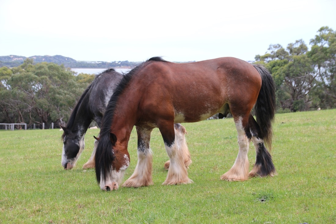 Clydesdale Horses, Churchill Island Heritage Farm, Phillip Island, Victoria, Australia