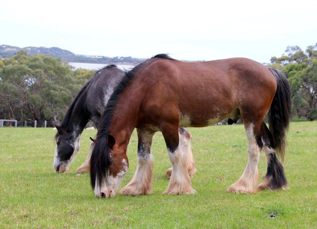 Clydesdale Horses, Churchill Island Heritage Farm
