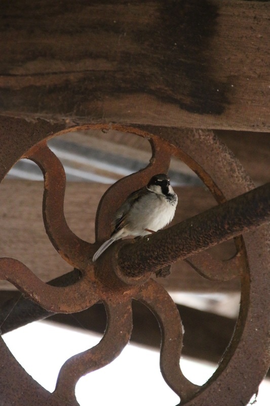 Bird in Sheds, Churchill Island Heritage Farm, Phillip Island, Victoria, Australia