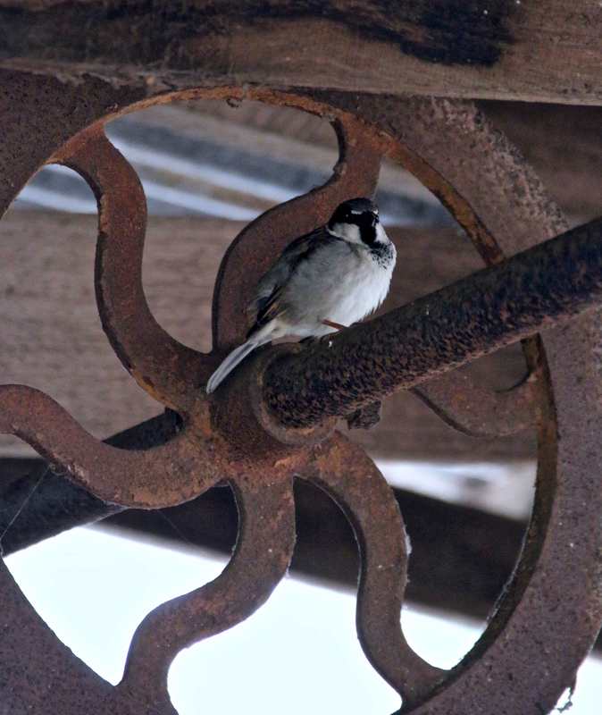 Swallow in Machinery Shed, Churchill Island Heritage Farm, Victoria, Australia