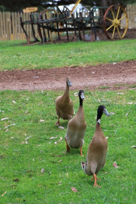 Ducks, Churchill Island Heritage Farm, Phillip Island, Victoria, Australia