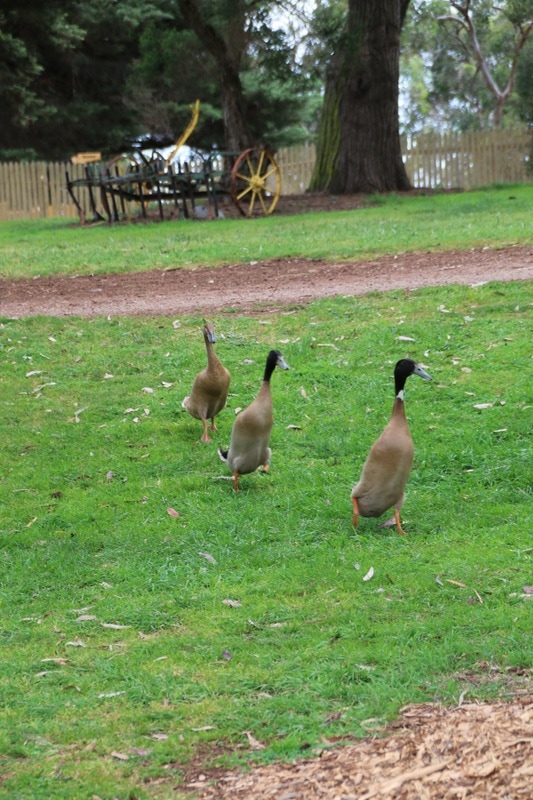 Ducks, Churchill Island Heritage Farm, Phillip Island, Victoria, Australia