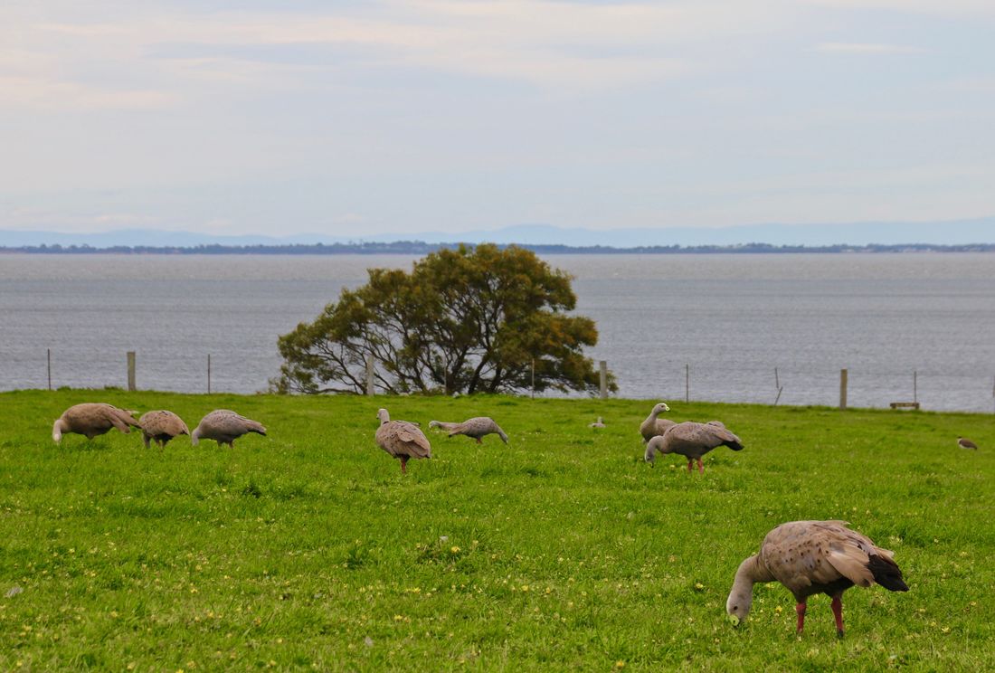 Geese, Churchill Island Heritage Farm, Phillip Island, Victoria, Australia