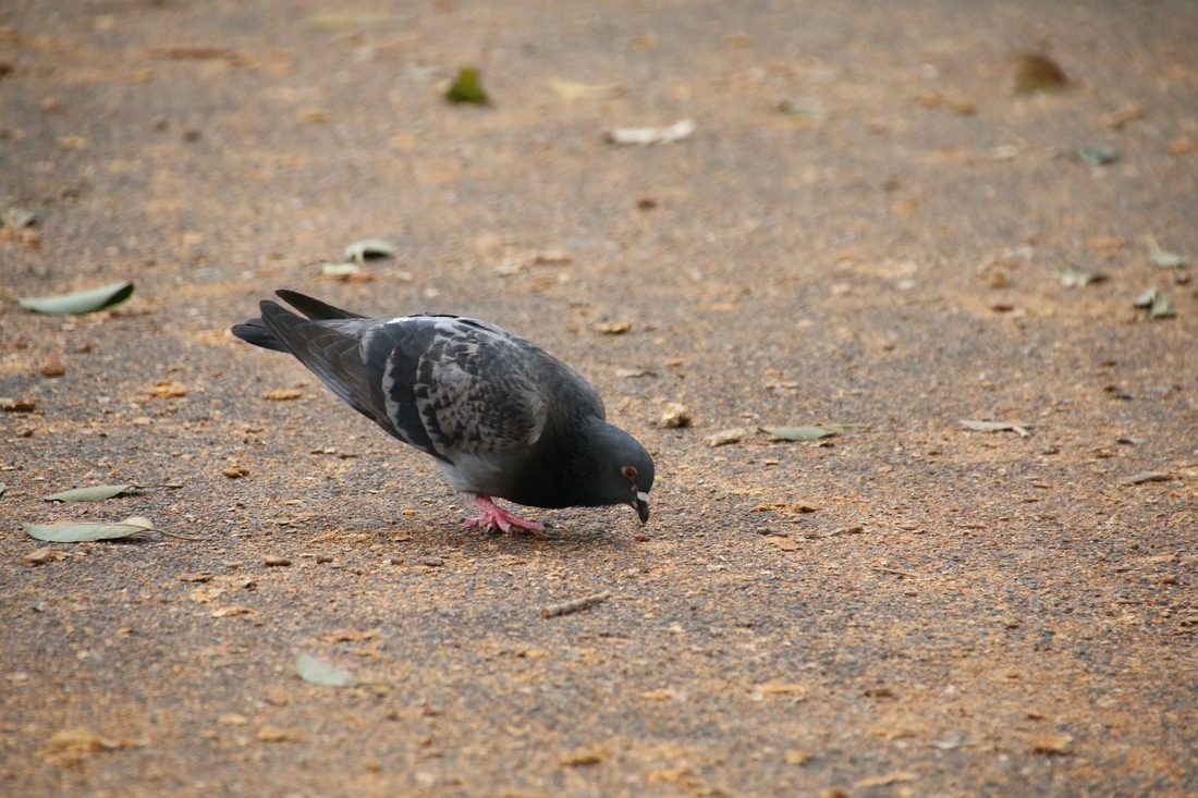 Pigeon, The Royal Botanic Garden Sydney, Australia