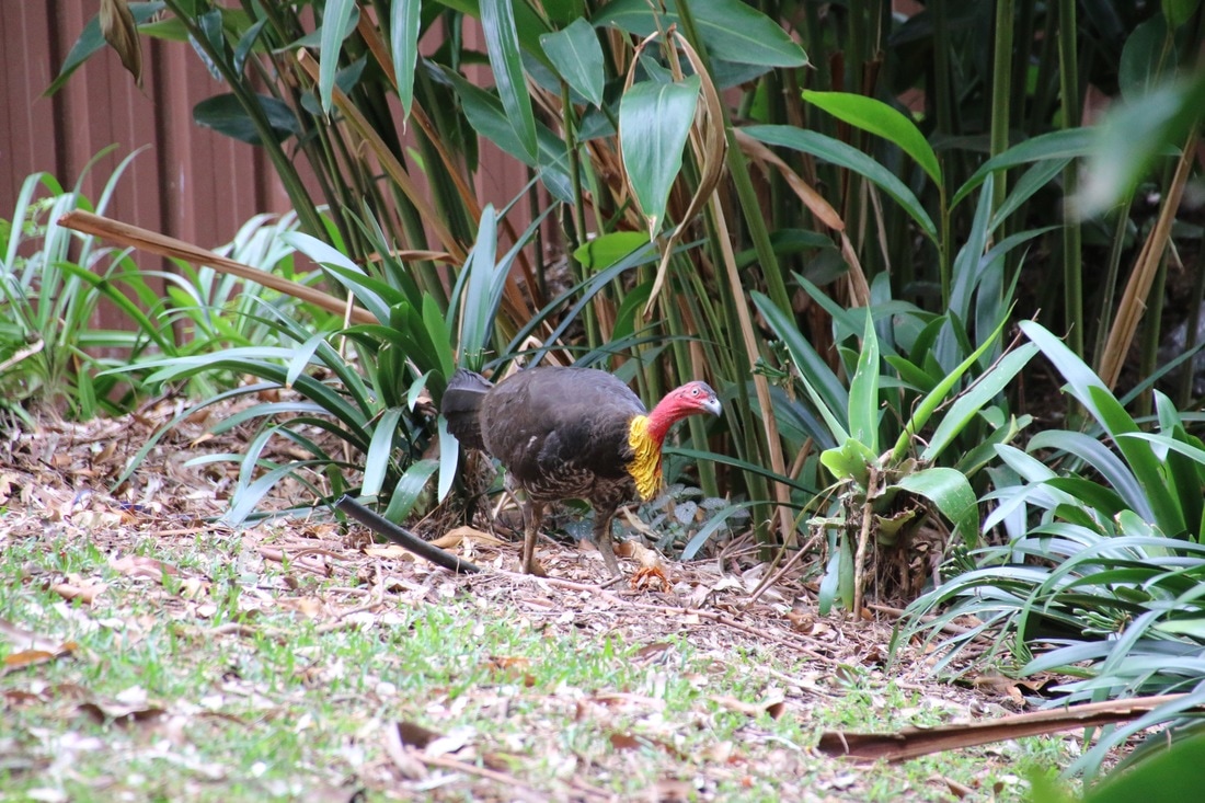 Australian Bush Turkey in a Sydney Garden. Australia. 