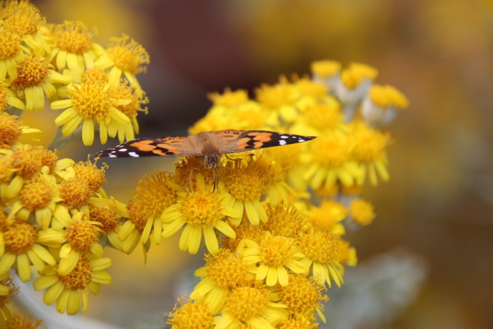 Garden Butterfly, Mornington Peninsula, Victoria, Australia