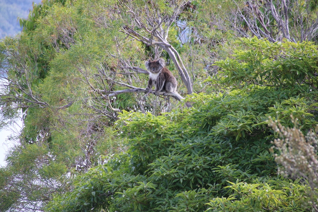 Koala, Seen from Adobe Abode, Mallacoota, Victoria, Australia