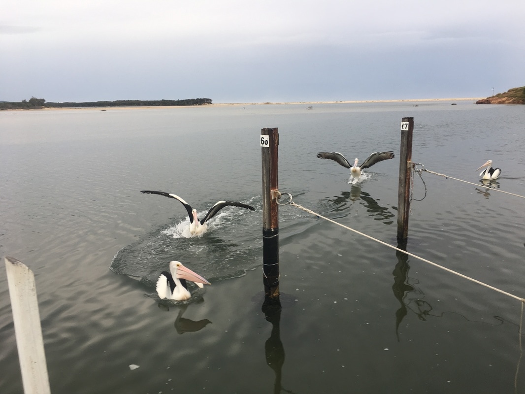 Pelicans, Mallacoota Inlet, Mallacoota, Victoria, Australia