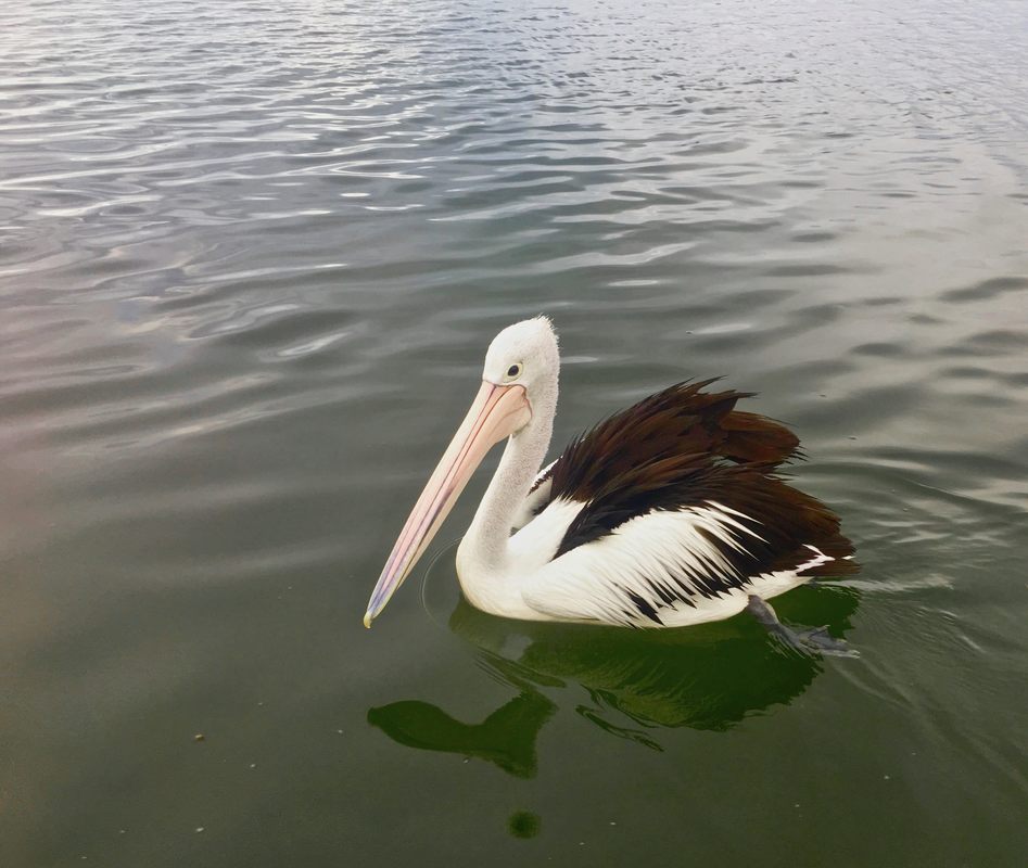Pelicans, Mallacoota Waterfront, Victoria, Australia